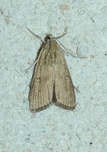 Réf. 274 073 : Parapoynx stratiotata